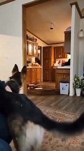 3.8M views · 44K reactions | Scared dogs… #dogsofttiktok #dogsoftiktok #dogsofinstaworld #dog #dogsoffacebook #dogstagram #dogsofinstagram #dogs #cutedogs #funnydogs #dogsofinsta | Pup Army | Facebook