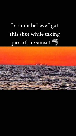 Talk about good timing! Check out this slow-motion video of a Spinner Shark jumping as the sun sets over the Gulf at Englewood Beach 🌅 video from Carol Sharp-Allen | Meteorologist Jason Dunning
