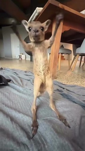 Baby Kangaroo’s First Hops 🦘❤️ | So Cute!
