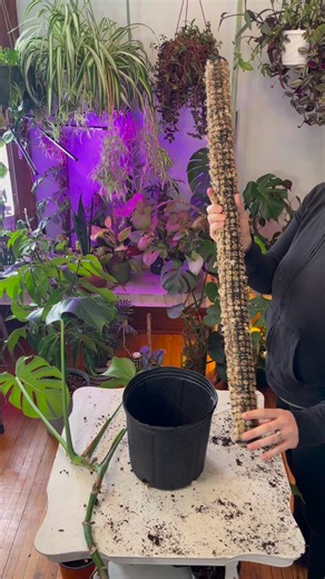 16K views · 120 reactions | Our Base Poles are made with premium cedar mulch and sphagnum moss. Available in 18” and 30” | Foraging Fosters | Facebook