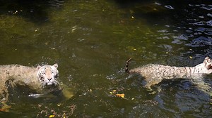 White Tigers Swimming In Water Stock Footage SBV-312436679 - Storyblocks