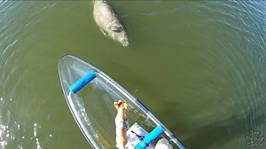 3K views · 62 reactions | Manatee showing a rescue puppy how to Roll...