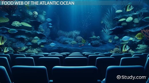 Atlantic Ocean Food Web | Producers & Consumers - Video | Study.com