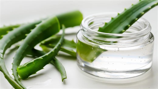 9 Reasons Why It's Important To Propagate Your Aloe Plants