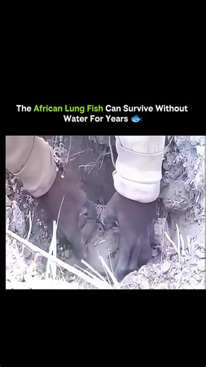 SCIENCE | FACTS | EXPALIN on Instagram: "This fish just rewrote the rules of survival. The African lungfish isn’t like any other fish you’ve seen. When its water dries up, most creatures would die… but this fish does something insane. It burrows into the mud, wraps itself in a slimy cocoon, and basically hits pause on life. Its body slows down almost completely, surviving months — even years — without a single drop of water. And when the rains return? It wakes up like nothing ever happened and s