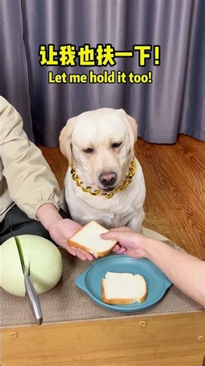 This dog is kind of a sore loser! #幽默汪驾到 #萌宠 #宠 #幽默 #拉拉多 #doglover #Labrador #labrado #dog