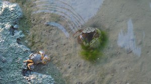 Crabs, Coupling, Fight. Free Stock Video