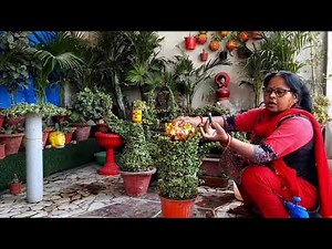 Bhagwan kei chunari se apne garden mein diy topiary banayen/#jade plants #maacreativekitchengarden