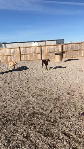 16 reactions | K9 Basics LLC on Reels | Facebook