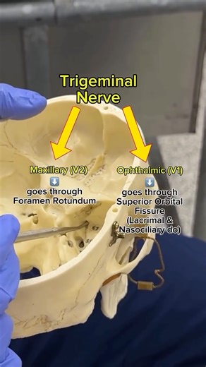 PhysioOsteoGram on Instagram: "Trigeminal Nerve Series – Part 2/3 Let’s talk V2: The Maxillary Division of CN V! This purely sensory branch travels from the trigeminal ganglion through the foramen rotundum, entering the pterygopalatine fossa. From there, it gives rise to several key branches, and for this video we will focus on two in particular, the Infraorbital and Pterygopalatine nerves! Stay tuned for Part 3 as we explore V3 – the only branch with motor fibers! 🦷 Credit: @aliahmad.spt #cran