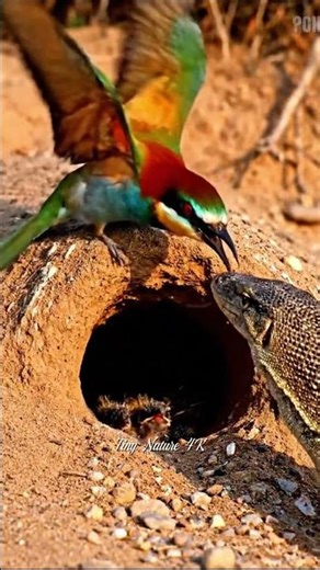 Bee-eater Defends Nest from Monitor Lizard | Ultra Realistic 4K Wildlife Drama
