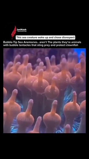 Follow @justwatchog to learn the real science behind ocean creatures...