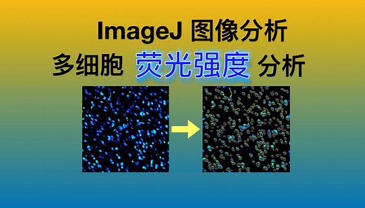 『超简单』ImageJ图像处理 - 荧光强度分析