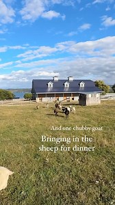 69 reactions · 4 comments |  Sheep are incredible. They are...