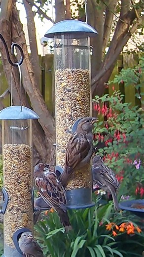 My garden is just full of fledgling house sparrows and their hungry parents at the moment!