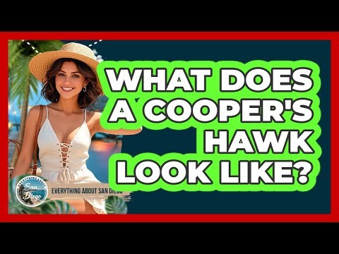 What Does A Cooper's Hawk Look Like?