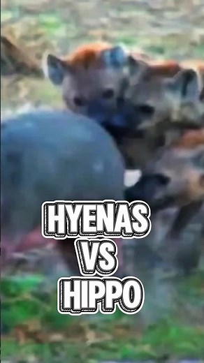 Hyenas vs Hippo: Strategy Against Strength.