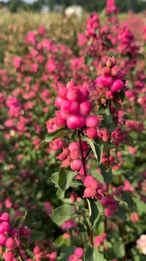 Farmer Bailey | Symphoricarpos is a genus native to North America, going by the common names of Snowberry or Coralberry. We have curated a range of... | Instagram