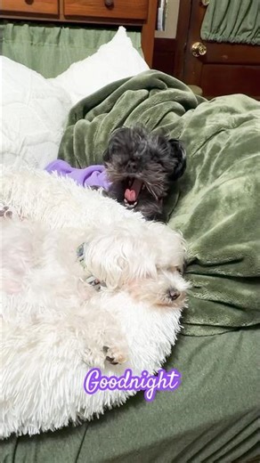 🤗 Goodnight! Sweet dreams! #dogshorts #yorkie #cute #dog #cutedogs #dogsofyoutube #love #sweet 😴