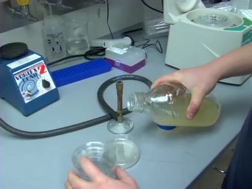 Bacterial Transformation Using Heat Shock and Competent Cells - Protocol