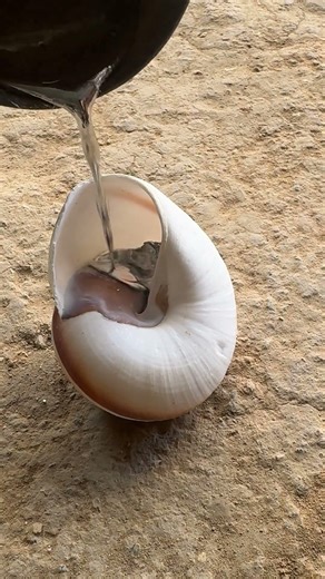 Molten metal snail shell transformation #aluminum #satisfying #shorts