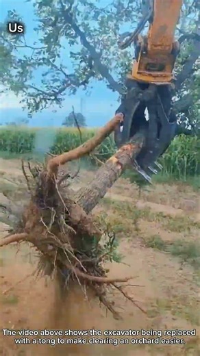 Uprooting Fruit Trees and Changing Planting Direction