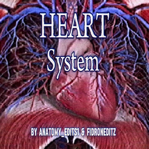 Collaboration with @𝙁𝙞𝙙𝙧𝙤𝙣𝙚𝙙𝙞𝙩𝙯 The heart is a muscular organ found in humans and other animals. This organ pumps blood through the blood vessels. The heart and blood vessels together make up the circulatory system. The pumped blood carries oxygen and nutrients to the tissue, while carrying metabolic waste such as carbon dioxide to the lungs. #fyp #f