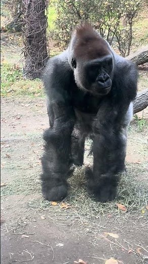 A silverback Gorilla Showing his Strength capability.