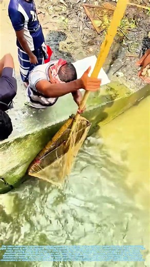 The Solo Sweep: One Man's Net in a Circle of Observers