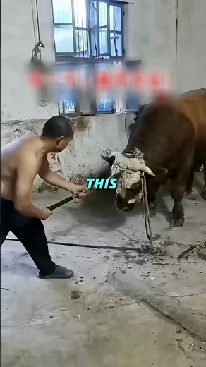 How This "Bolt Gun" Prevents Animal Pain #shorts