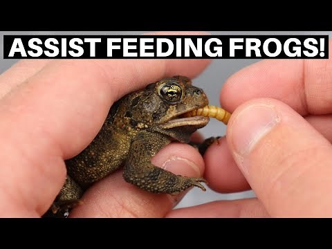 How To Assist Feed Frogs And Toads - Benjamin's Exotics