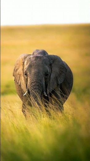 Here How Elephant Sleep #education #elephant