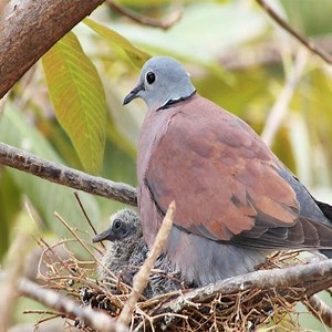 3.3M views · 10K reactions | Mother Bird EATS-UP Baby Dove - Family of Tragedy  | Bird TV | Facebook