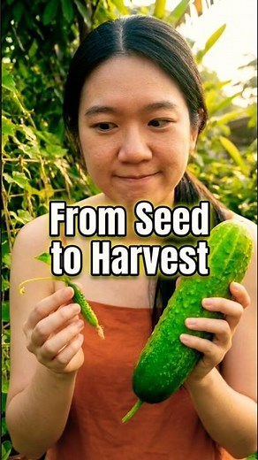 How to Grow Cucumbers from Seed to Harvest | Complete Growing Guide #kyosisgarden