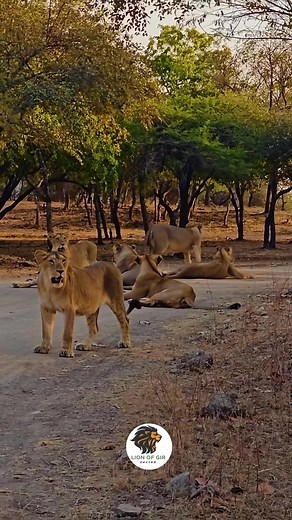 ગિર ની સિંહણ...Lioness of Gir #lionogir #aapnugir #kingdomeoflion #havajo_ni_moj #SAVEASIATICLION #nzurilion #girnarforest #gandigir #sasangirforest #મારણ #gujarattourism #kathiyawad | LION of GIR