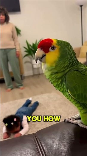 Parrot YELLS at Mom Over Toddler Tantrum 😂🦜 | Savage Nanny Parrot | TheRealBeako