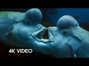 The Sex-Shifting Fish | 4K UHD | Blue Planet II | BBC Earth