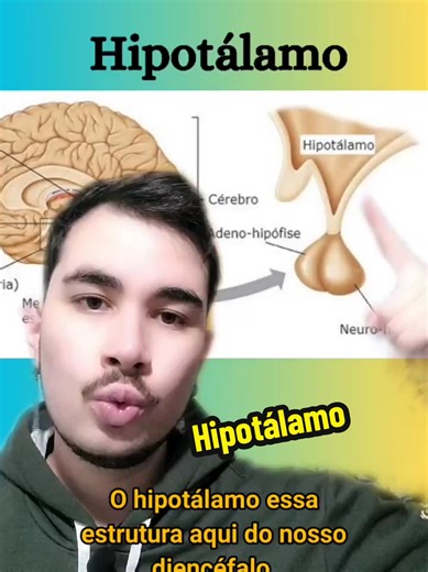 Neuro Anatomia: Hipotálamo #neuro #ciencia #educacaoemsaude #anatomiahumana #sistemanervoso