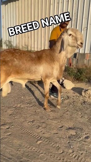 Massive Sawakani Ram | Sudan's Premium Sheep Breed