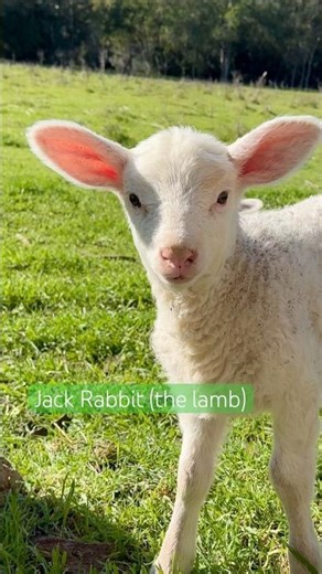 Our Little Lamb Jack Rabbit has the best ears! #countrylife #lambs #sheepfarming