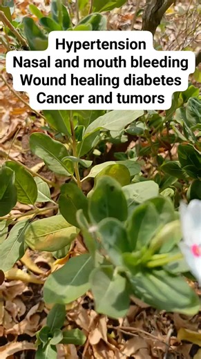 This is called Catharanthus Rose us which is also known as Rose Periwinkle. It benefits are numerous. Check👇 Stay healthy🙏🏻 #herbalhealth #healthylifestyle #fbviralvideo #fblifestyle | healthy Home