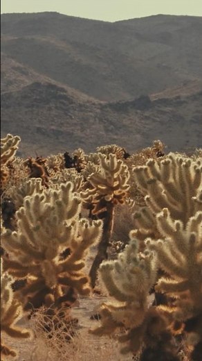 How the Desert Tackles Climate Change| Earth Focus