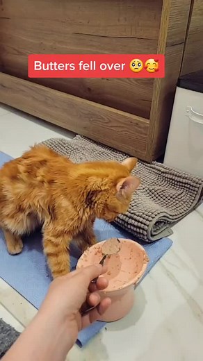 Adorable Cat Blooper: Butters Falls Over