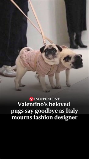 The Independent on Instagram: "Hundreds of people lined up to pass in front of fashion designer Valentino Garavani's casket on Wednesday and bid their final farewell, following his death at the age of 93. Among those saying goodbye in Rome were two of his most loyal companions - his beloved pugs. Click on link in bio for more on Independent TV 🔗 #ValentinoGaravani #Valentino #Fashion #Italian #HauteCouture #Pugs #Independenttv"