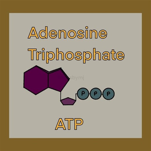 ATP Structure Explained | Easy ATP Diagram for Students