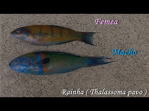 Peixes dos Açores parte 1