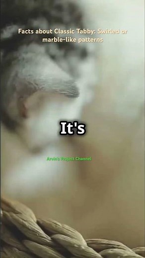 Facts about Classic Tabby: Swirled or marble-like patterns #SwirledPatterns #MarbleCats