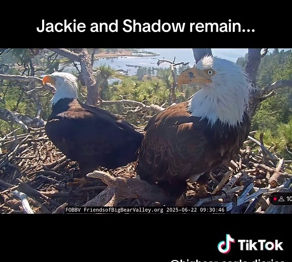 Celebrating Quiet Freedom Amidst Fireworks