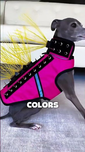 This Anti-Hawk Dog Vest Could Save Your Dog! 🦅🐶