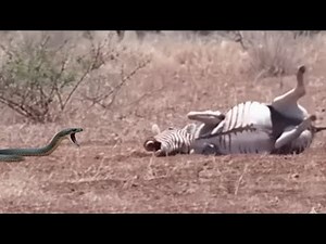 BLACK MAMBA ATTACKS ZEBRA